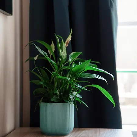 Dalia - By The House Of Travelers *